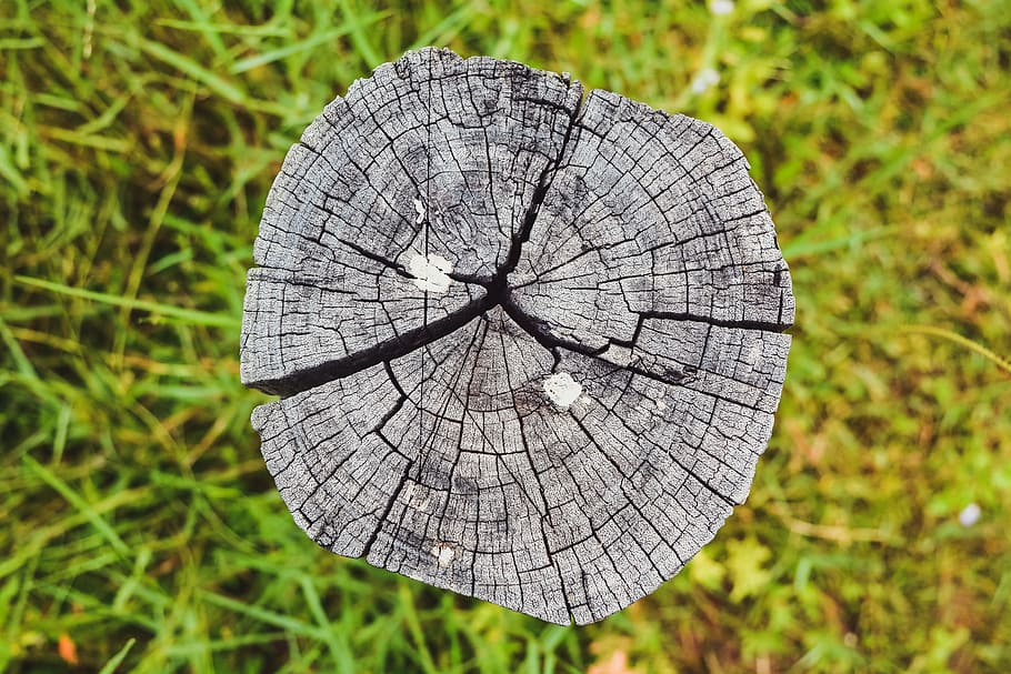 timber, nature, grass, close-up, plant, no people, tree, wood - material HD wallpaper