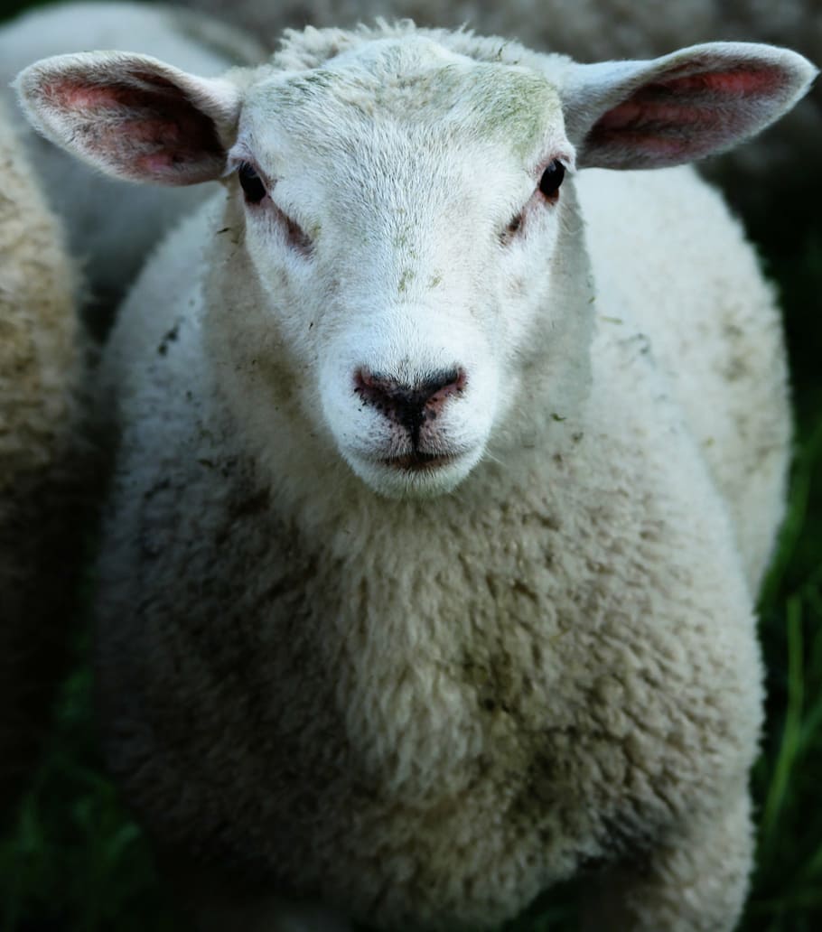 sheep, wool, animal, head, fur, soft, animal themes, mammal HD wallpaper