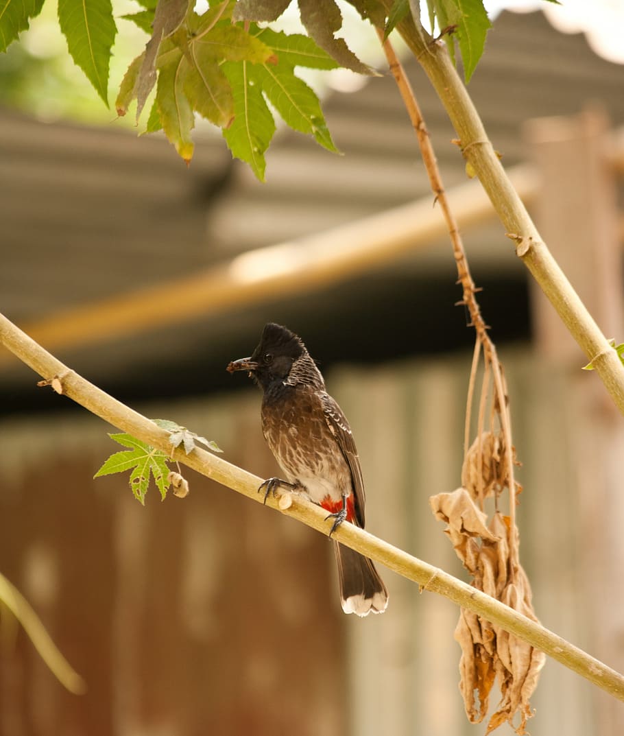 Red Vented Bulbul Bird. Wallpaper, Natural, Nature Stock Photo - Image of  background, wildlife: 221831720 | Bird wallpaper, Bird, Photo image