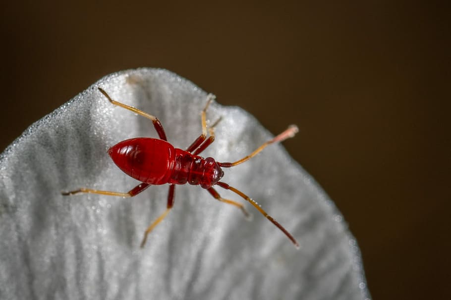 insect, macro, petal, red, close-up, one animal, animal themes HD wallpaper