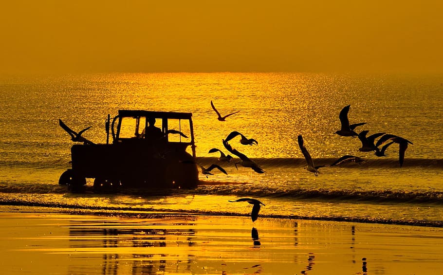 beach, twilight, seagull, sunset, agricultural machinery, water HD wallpaper
