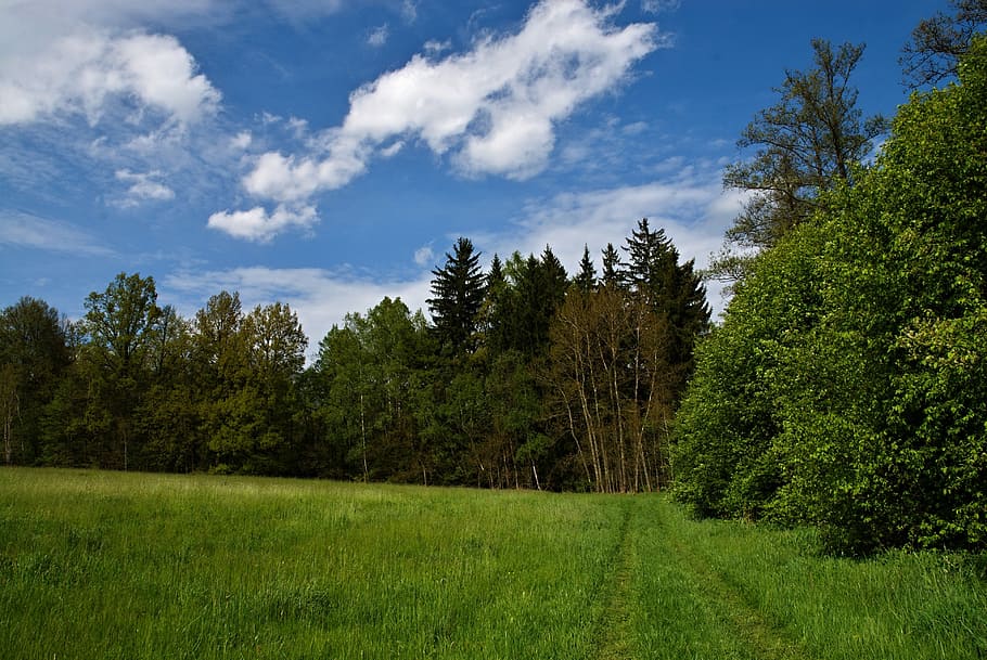 meadow, forest, grass, sky, blue, path, landscape, spring, southern HD wallpaper