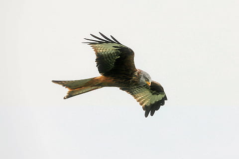 brown and black hawk flying midair, bird, predator, flight HD wallpaper