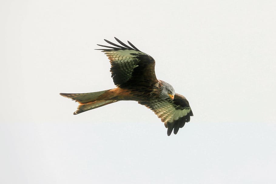 brown and black hawk flying midair, bird, predator, flight HD wallpaper
