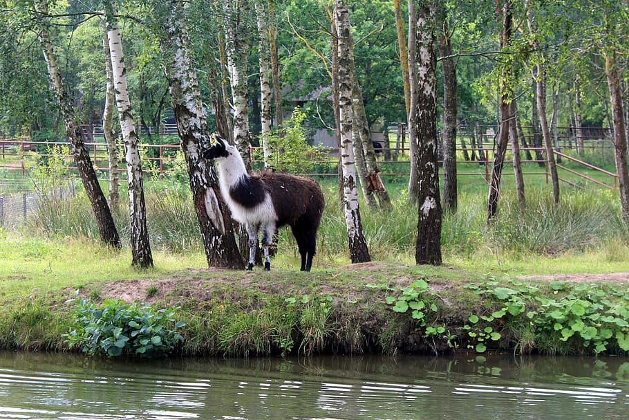 lama, nature, tree, birch, dom, animal, plant, water, animal themes HD wallpaper