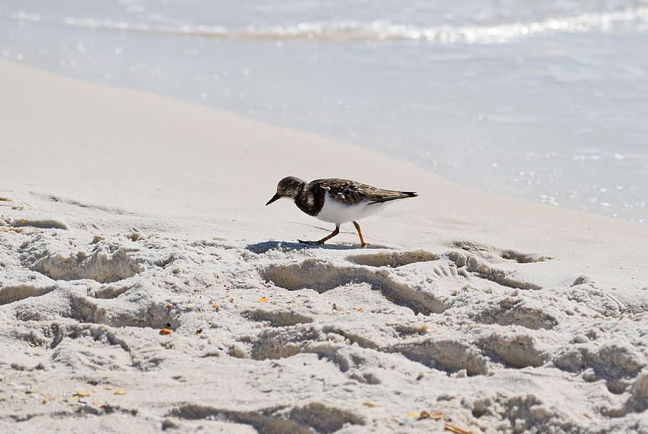brown bird on shoreline, bird on seashore, sand, beach, prints HD wallpaper