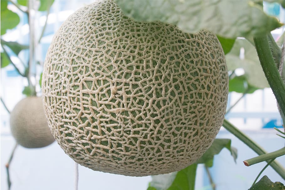 melon, focus on foreground, close-up, fruit, food, healthy eating HD wallpaper