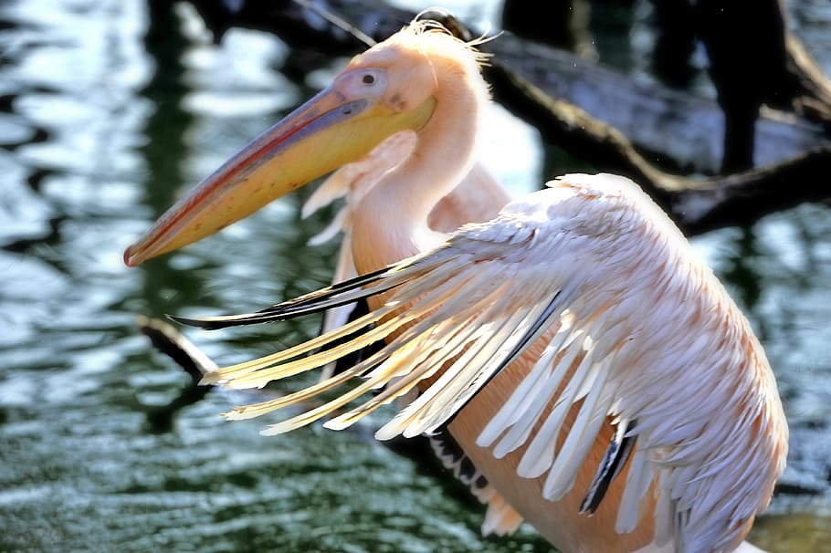 pelikan, wilhelma, zoo, water bird, wing, animal, pelican, nature, HD wallpaper