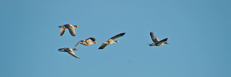 photo of five ducks in flight, geese, animals, nature, sky HD wallpaper