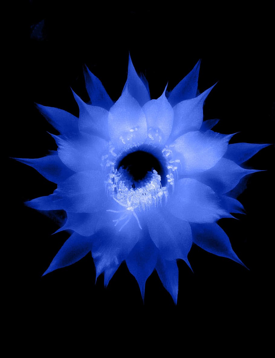 flora, beautiful, effect, manipulation, beauty, vulnerability HD wallpaper