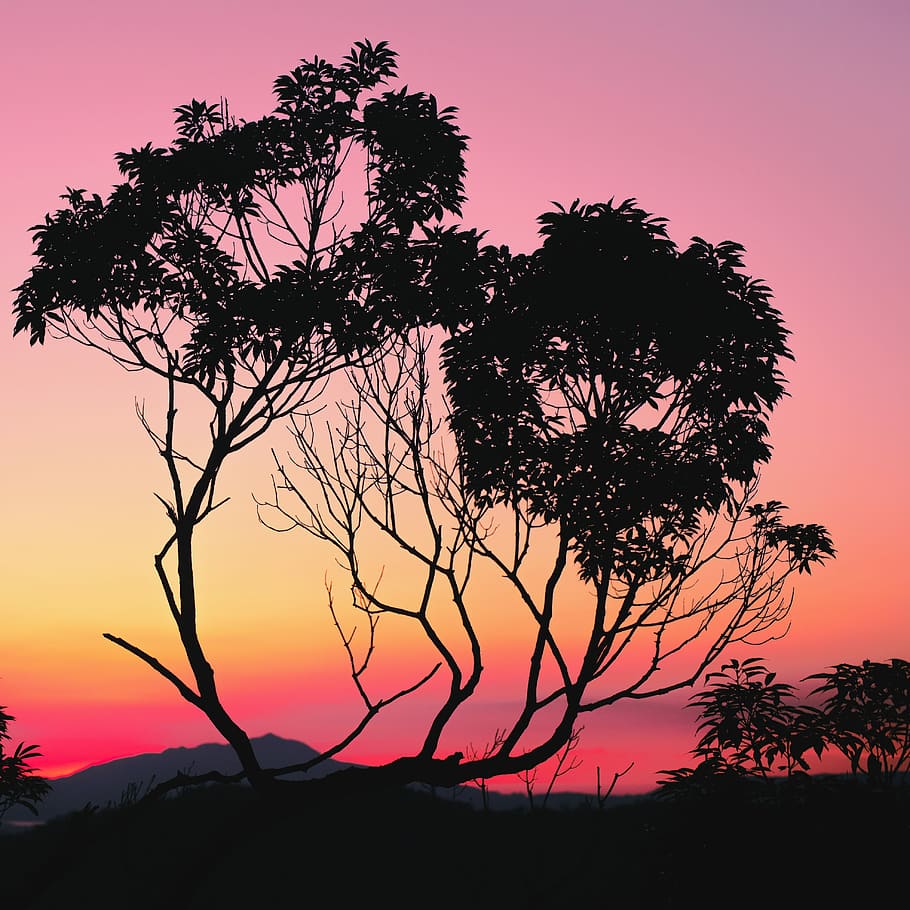 silhouette shot of tree, sunset, sky, beauty in nature, scenics - nature HD wallpaper