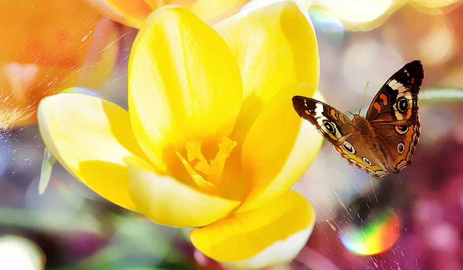 selective focus photography of common buckeye butterfly hovering near yellow petaled flower HD wallpaper