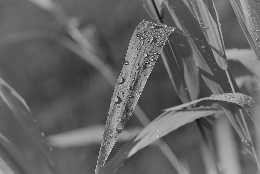 HD wallpaper: Black And White, Plant, Leaf, Raindrop, nature ...
