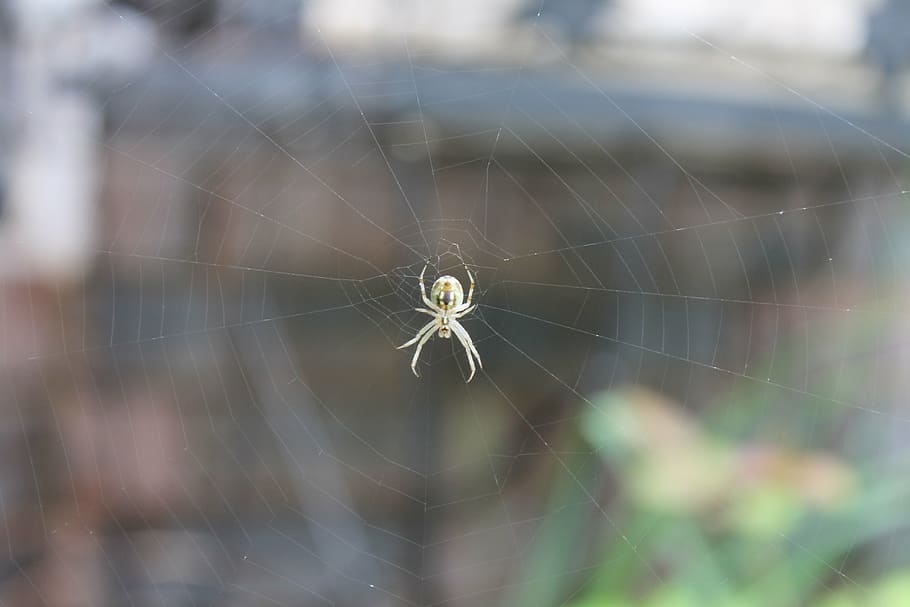 spider web, garden, nature, creepy, insect, fragility, arachnid HD wallpaper