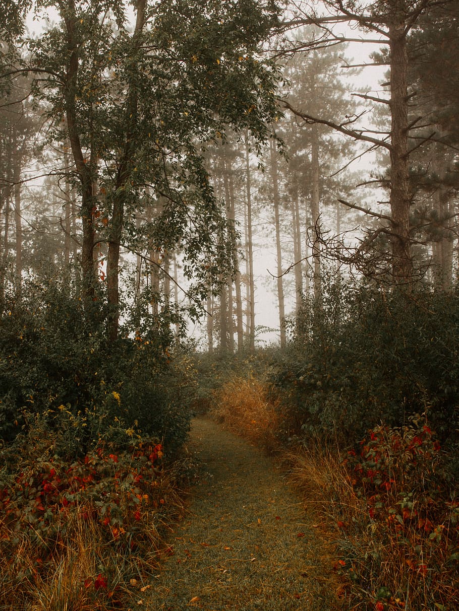 Morning Fog in the Woods, footpath between plants and trees, forest HD wallpaper