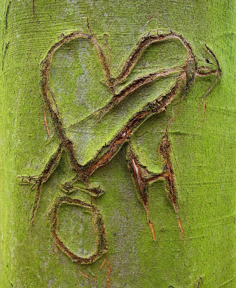 heart, initials, carved, bark, tree, trunk, symbol, love, romance HD wallpaper