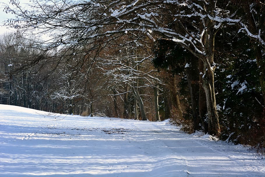 winter, snow, forest, away, trees, wintry, winter forest, snowy HD wallpaper