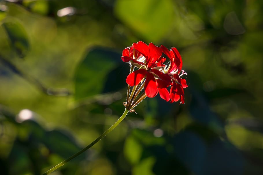geranium, flower, blossom, bloom, ornamental plant, balcony plant HD wallpaper