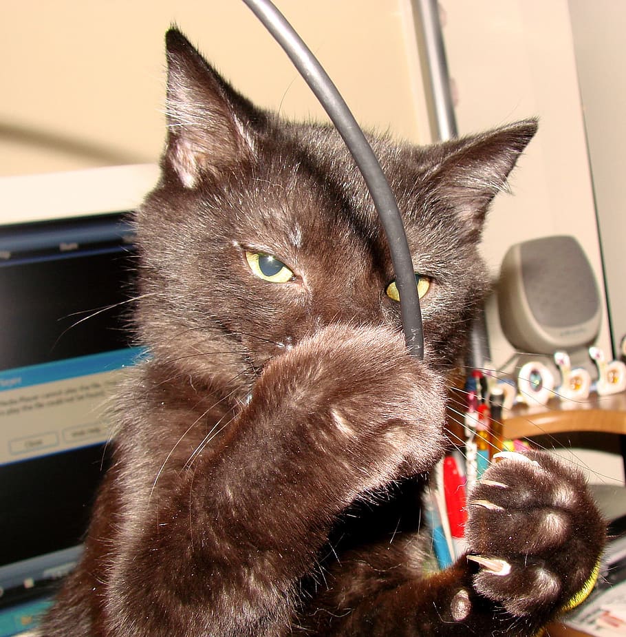 Cat, Computer, Cable, Animal, computer cable, playing, pet HD wallpaper