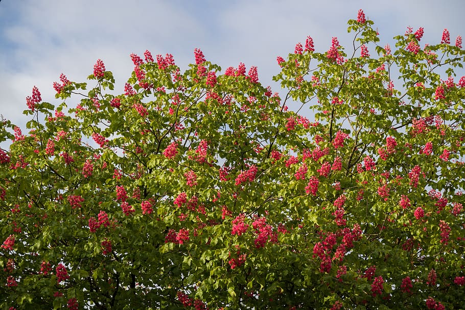 chestnut blossoms, red, tree, nature, spring, plant, flower HD wallpaper