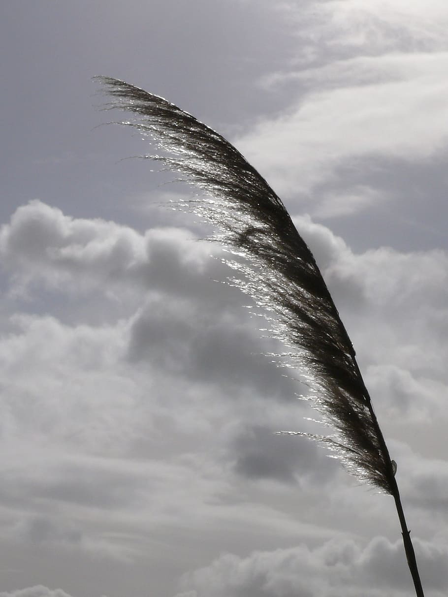 reed, marsh, wind, clouds, sky, cloudy sky, nature, light, light and shade