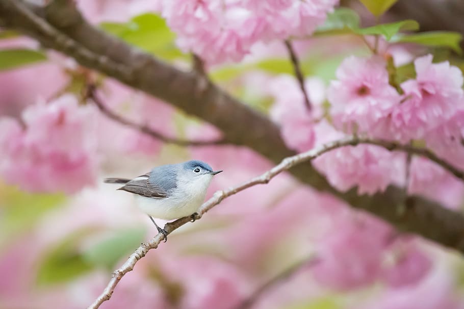 gray and white bird perching on branch, grey and white bird stepping on brown blossom branch HD wallpaper