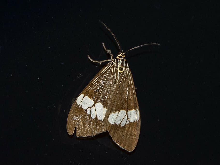 moth, insect, grey, brown, wild, mite, night, queensland, australia HD wallpaper