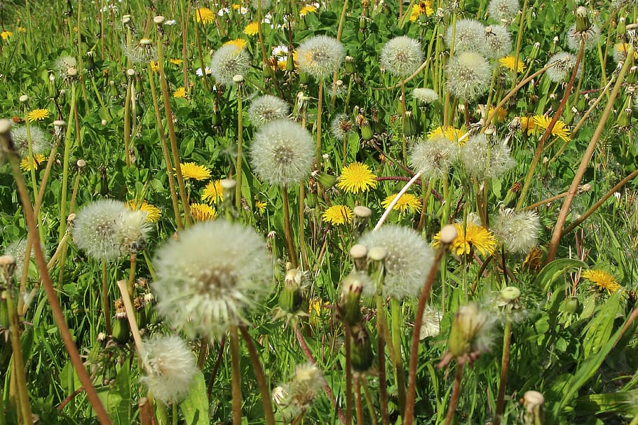 dandelion, spring, meadow, garden, hay fever, allergy, pollen HD wallpaper