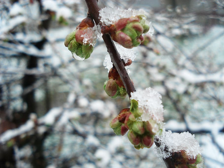 winter, spring, flowers, snow, cold, spring tree, cold temperature HD wallpaper