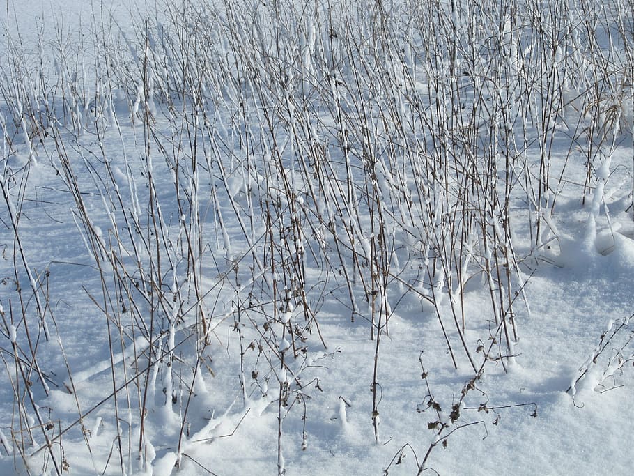 winter, snow, grass, cold temperature, plant, nature, tree HD wallpaper