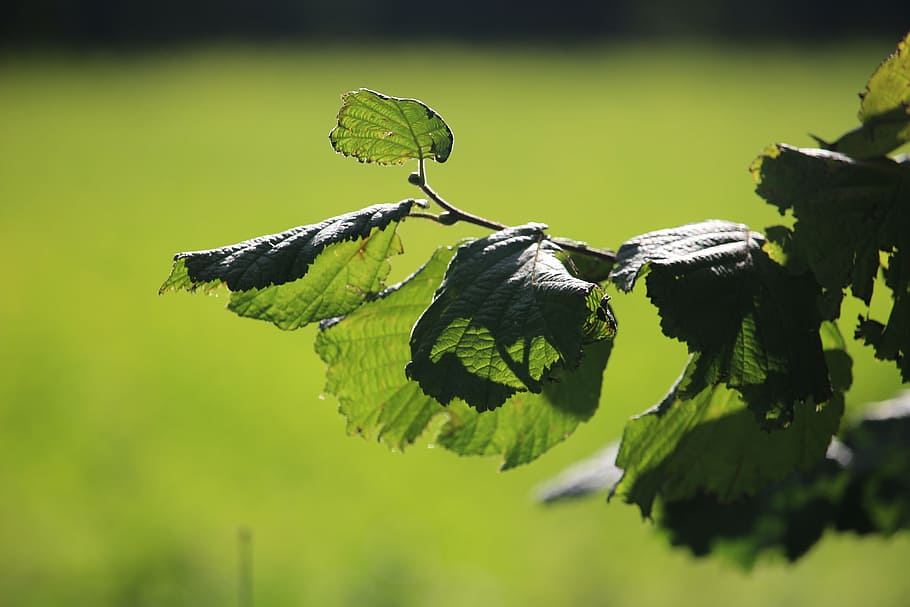 autumn, leaves, hazelnut, green, leaves in the autumn, hazelnut leaf HD wallpaper