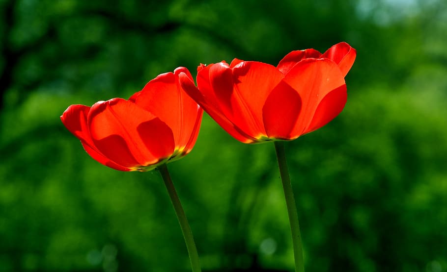 two red multi-petaled flowers selective photography, spring HD wallpaper