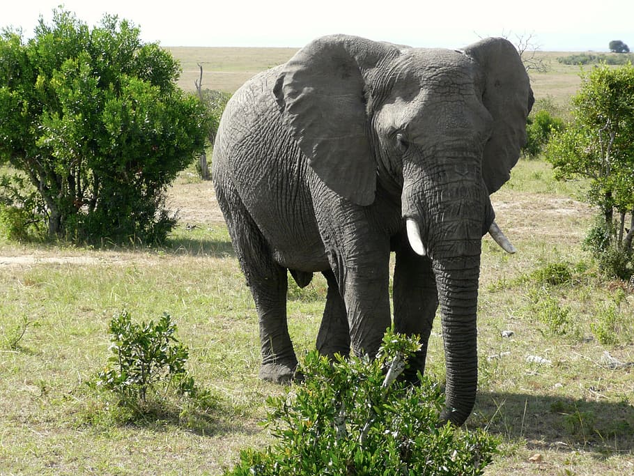 gray elephant photography during daytime, masai, mara, kenya, HD wallpaper