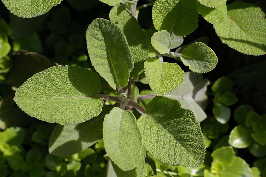 sage, herb, medicinal plant, periwinkle, green, leaves, green leaf
