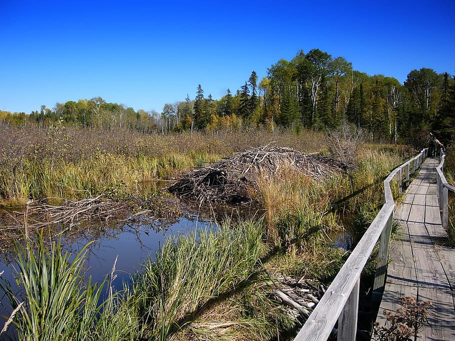 Minnesota, Footbridge, Forest, Trees, sky, plants, grass, water HD wallpaper