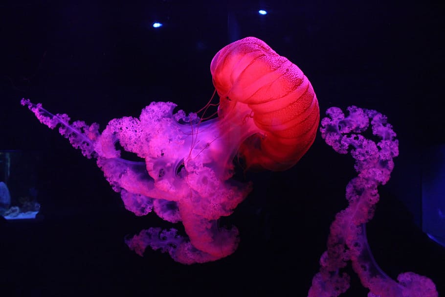 red jellyfish, colorful, jellyfishes, pretty, tank, water, underwater, HD wallpaper
