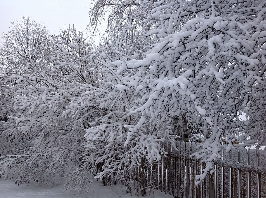 snow, trees, winter, cold temperature, plant, frozen, beauty in nature HD wallpaper