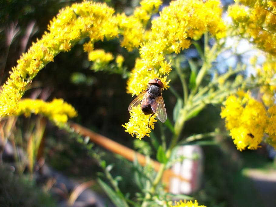 fly, insect, flowers, close, flowering plant, animal themes HD wallpaper