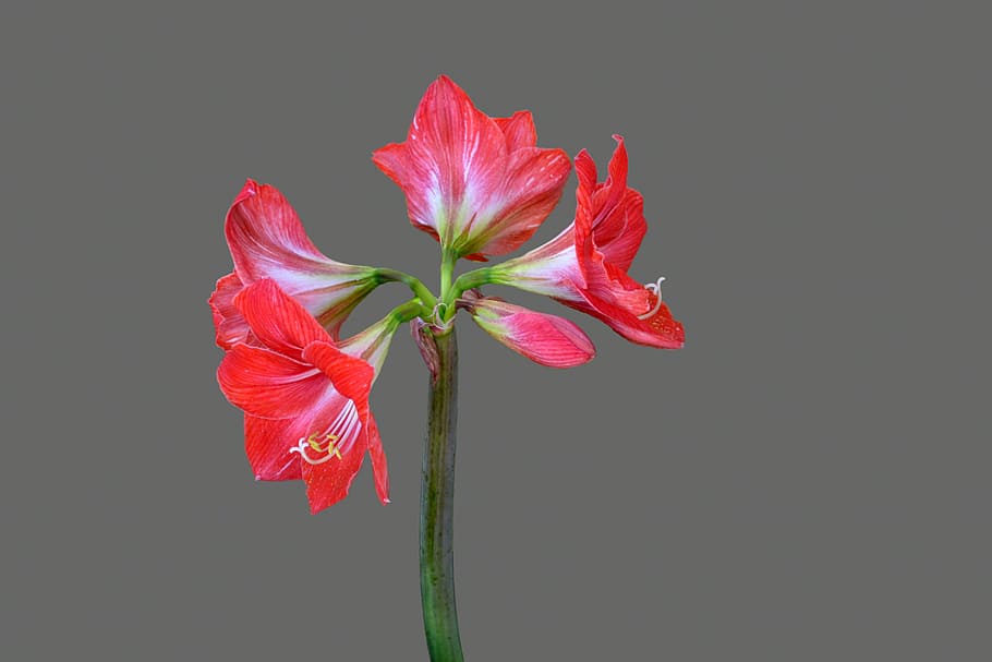flower, plant, red, blossom, bloom, amaryllis, flora, amaryllis plant HD wallpaper
