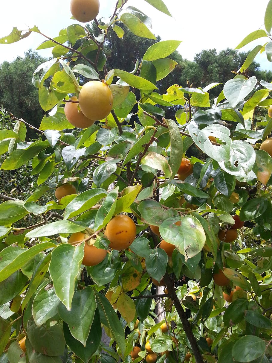 persimmon, healthy eating, food and drink, fruit, growth, tree HD wallpaper