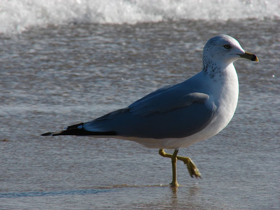 gull, seagull, ocean, beach, animal, animals in the wild, animal themes HD wallpaper