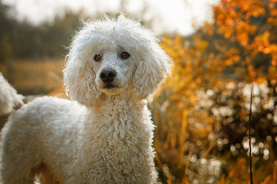 white standard poodle standing outdoor, dog, the poodle, the dog breed