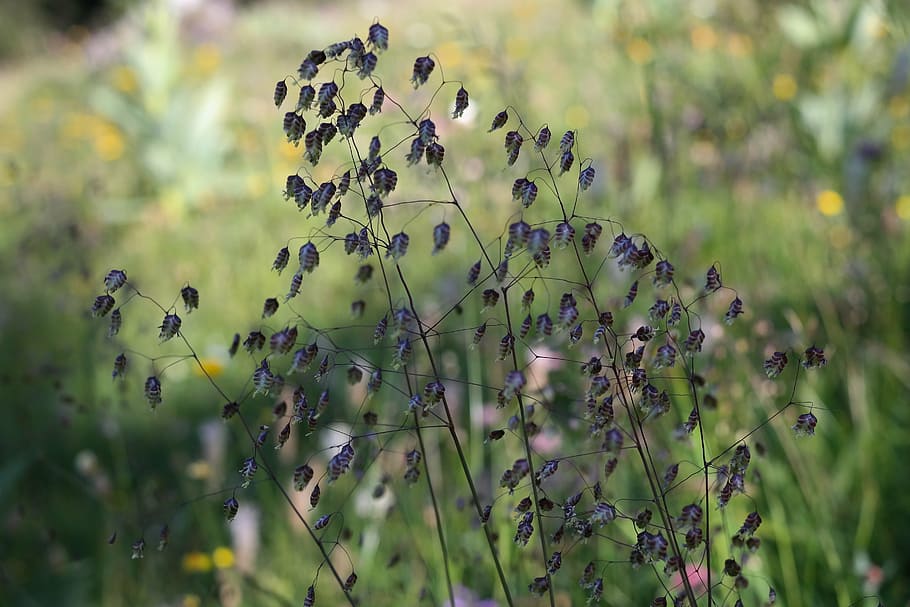 quaking grass, briza media, ordinary, licorice, poaceae, mager meadow, HD wallpaper