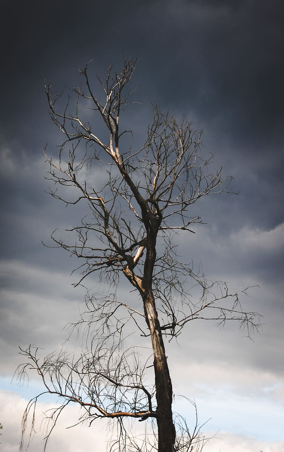 bare tree, old, dead, dark, clouds, storm, weather, nature HD wallpaper