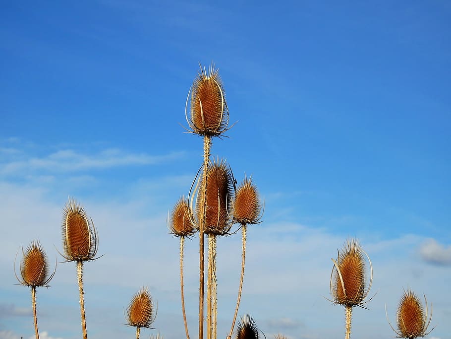 thistle, weed, incomplete, prickly, wild plant, flora, nature HD wallpaper