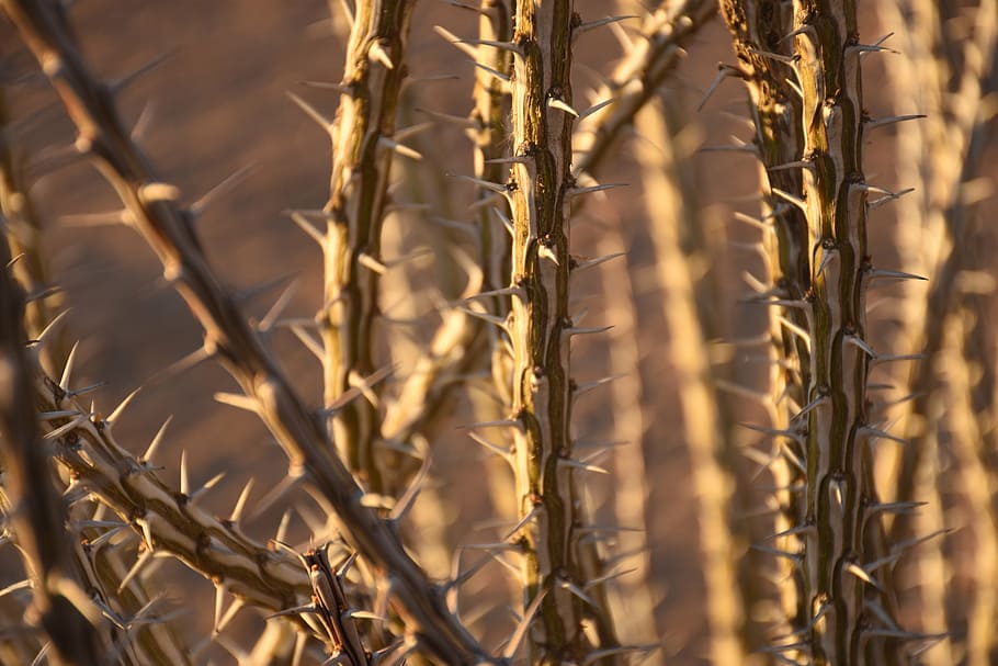 desert, plants, ocotillo, dry, cactus, nature, desert landscape HD wallpaper