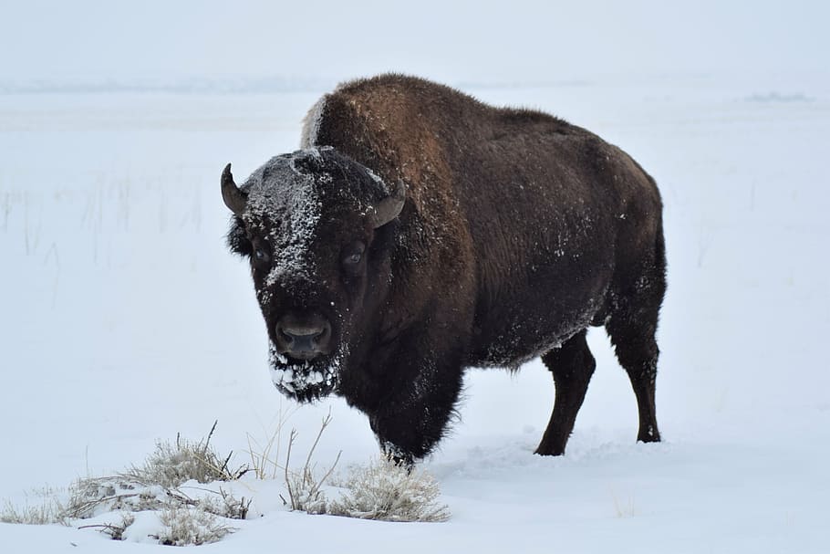 bison on white snow field, buffalo, winter, mammal, wildlife