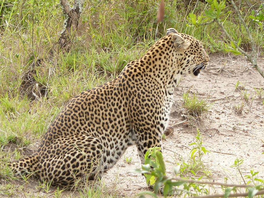 Leopard, Predator, Animal, Wildlife, zoology, mammal, species HD wallpaper