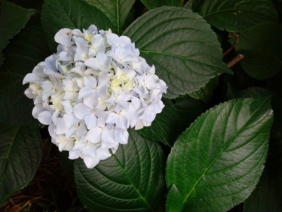 hydrangea, pure, white hydrangea, flower, leaf, growth, plant HD wallpaper