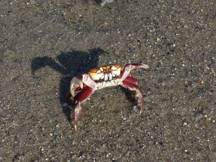 crab, beach, nature, sea, claw, animal, seafood, animal themes HD wallpaper